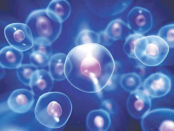 Liệu pháp tế bào gốc và kỳ vọng điều trị ung thư