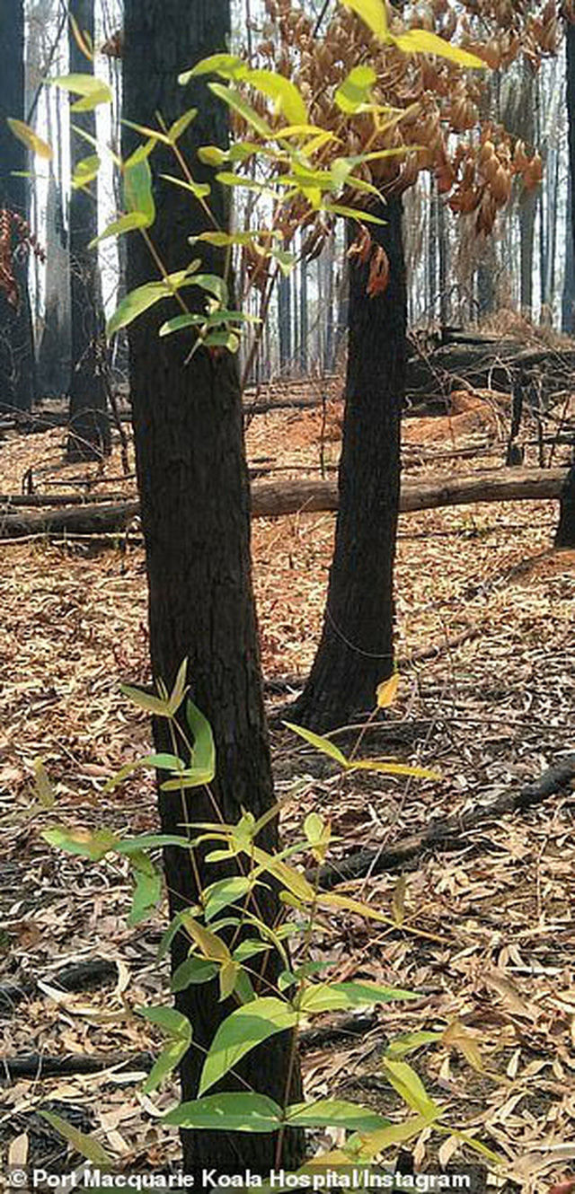 Phượng hoàng lửa tái sinh từ đống tro tàn: Những mầm sống vươn mình tại nơi hứng chịu sự càn quét của Thảm hoạ cháy rừng - Ảnh 3.