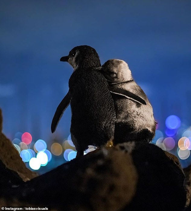 Bức ảnh chụp hai chú chim cánh cụt “đơn côi” gây sốt - 1