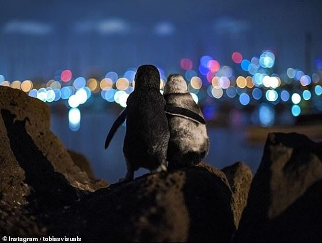 Bức ảnh chụp hai chú chim cánh cụt “đơn côi” gây sốt - 3