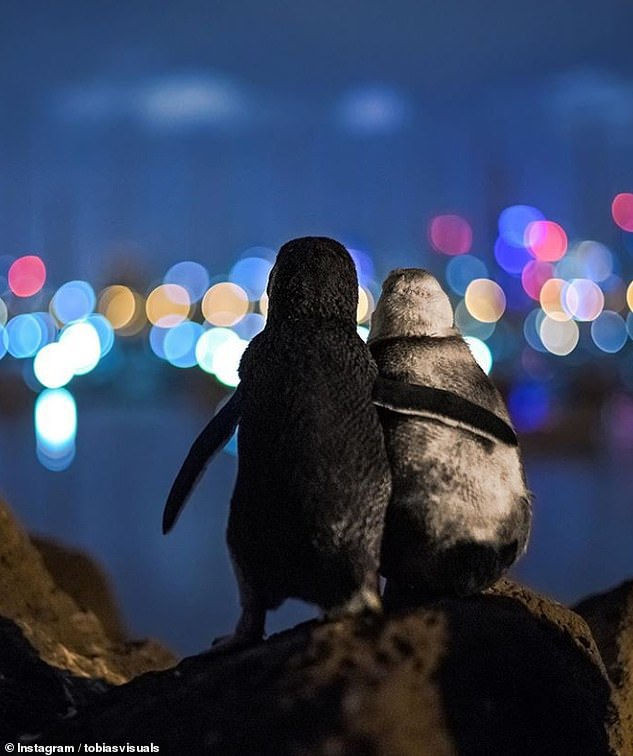 Bức ảnh chụp hai chú chim cánh cụt “đơn côi” gây sốt - 2