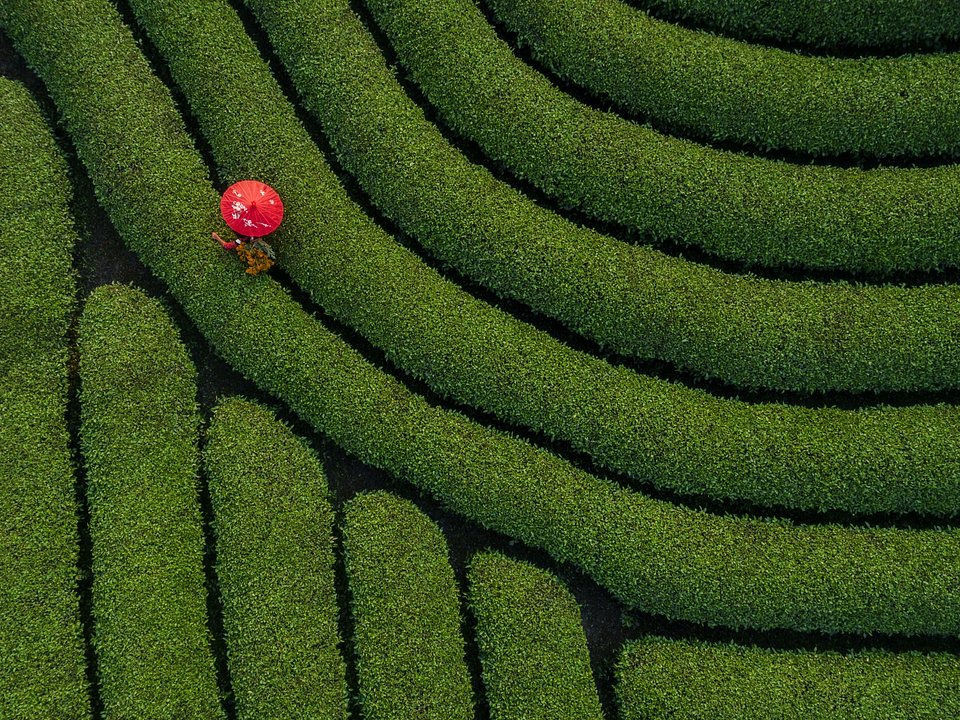 Khoảnh khắc đẹp nhất mùa xuân năm 2020 gọi tên nhiếp ảnh gia Việt Nam - 3