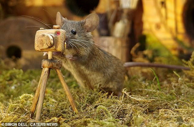 Chiêm ngưỡng bộ ảnh gây sốt chụp “ngôi làng của những chú chuột” - 8