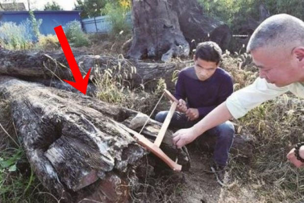  Mang khúc gỗ xấu xí về vứt ở góc vườn, 5 năm sau người đàn ông choáng váng phát hiện đó là cả gia tài trị giá 66 tỷ đồng - Ảnh 1.