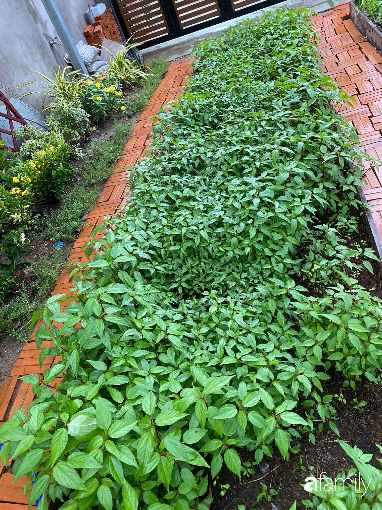 Con gái chi 500 triệu đồng xây nhà vườn container để bố về hưu thỏa mãn đam mê trồng rau ở Sài Gòn - Ảnh 8.
