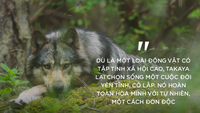  Cái chết cô độc của Takaya: Con sói dị nhất thế giới và lời tiên tri cảnh tỉnh loài người  - Ảnh 2.