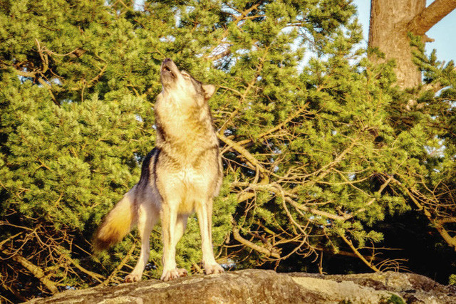  Cái chết cô độc của Takaya: Con sói dị nhất thế giới và lời tiên tri cảnh tỉnh loài người  - Ảnh 5.