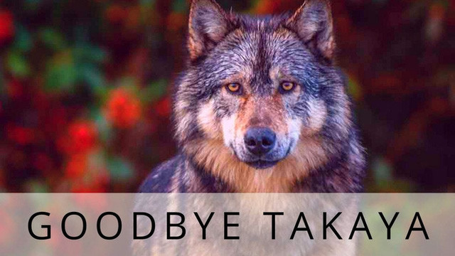  Cái chết cô độc của Takaya: Con sói dị nhất thế giới và lời tiên tri cảnh tỉnh loài người  - Ảnh 10.