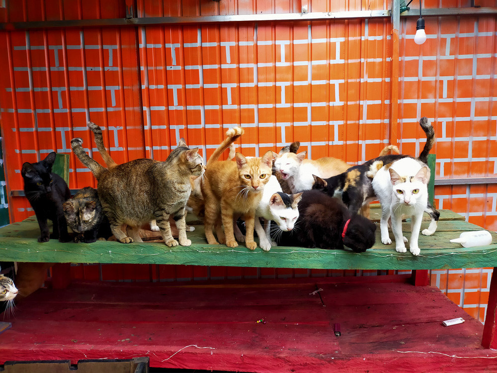 2 cô gái và 20 con mèo trên đỉnh đồi Đắk Nông: Thanh xuân như một tách trà, nhận nuôi lũ mèo hết cả thanh xuân - Ảnh 1.