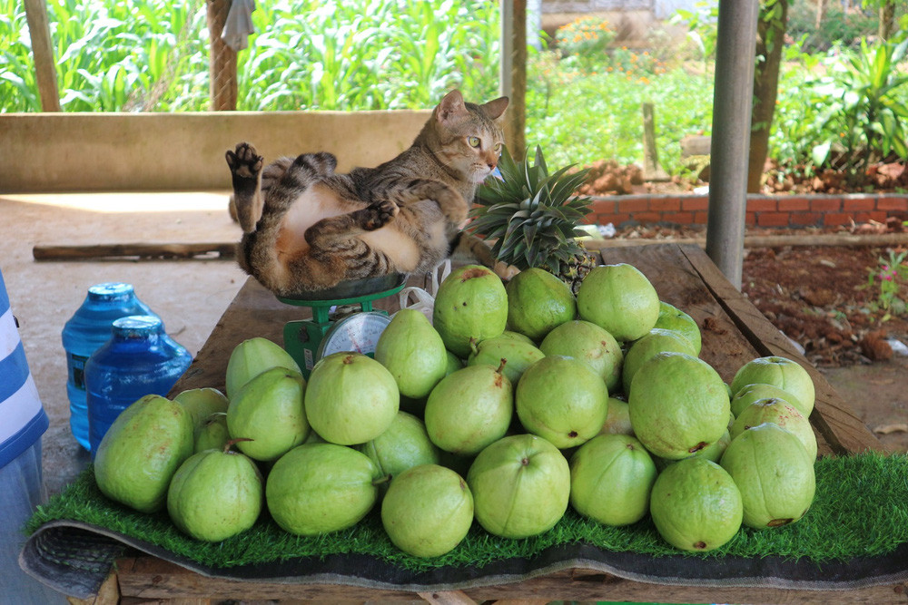 2 cô gái và 20 con mèo trên đỉnh đồi Đắk Nông: Thanh xuân như một tách trà, nhận nuôi lũ mèo hết cả thanh xuân - Ảnh 11.