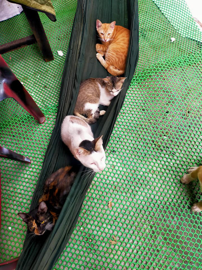 2 cô gái và 20 con mèo trên đỉnh đồi Đắk Nông: Thanh xuân như một tách trà, nhận nuôi lũ mèo hết cả thanh xuân - Ảnh 3.