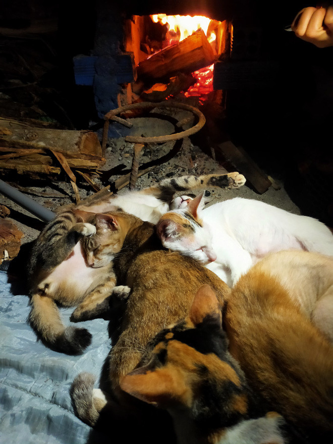 2 cô gái và 20 con mèo trên đỉnh đồi Đắk Nông: Thanh xuân như một tách trà, nhận nuôi lũ mèo hết cả thanh xuân - Ảnh 26.