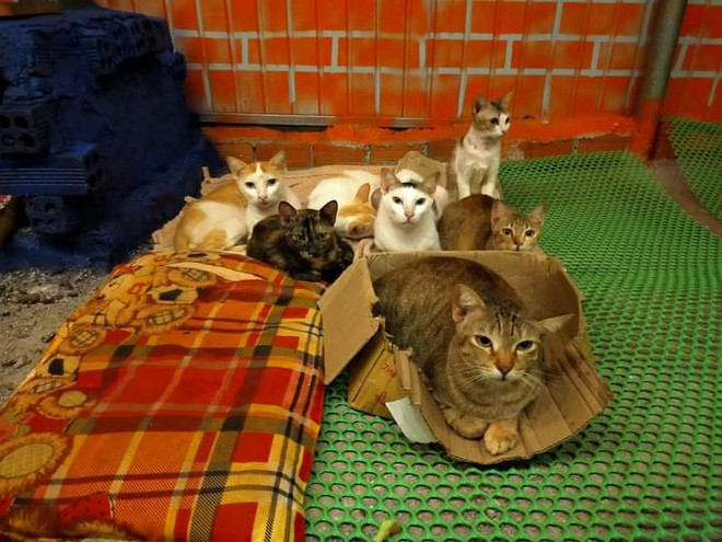 2 cô gái và 20 con mèo trên đỉnh đồi Đắk Nông: Thanh xuân như một tách trà, nhận nuôi lũ mèo hết cả thanh xuân - Ảnh 4.