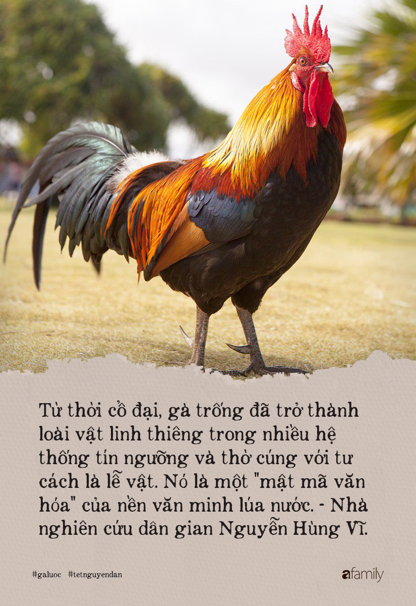 Lý do gà luộc là món không được phép thiếu trong mâm cỗ Việt, kén được kê vương từng khiến NSND Lê Khanh phải xuýt xoa thì cả năm may mắn, sung túc - Ảnh 4.