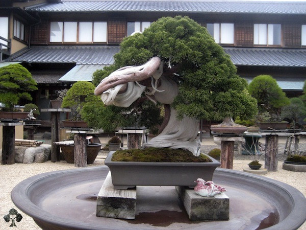 Top 10 cây Bonsai đẹp nhất thế giới - Ảnh 1.