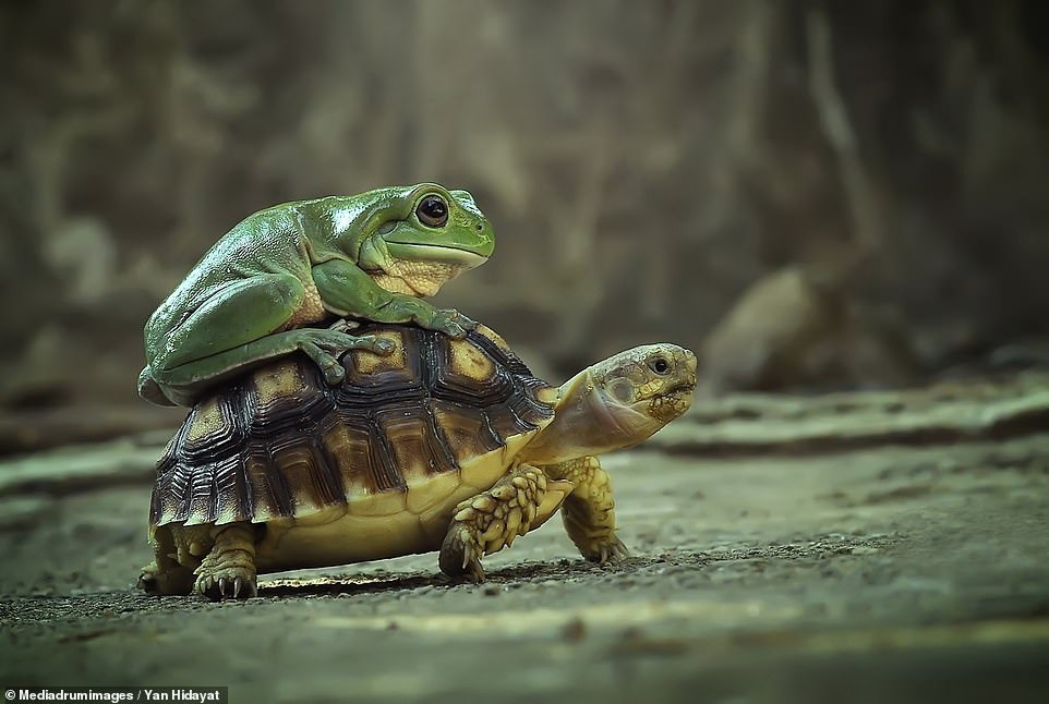 Bật cười với hình ảnh ếch tranh thủ quá giang trên lưng rùa - 3