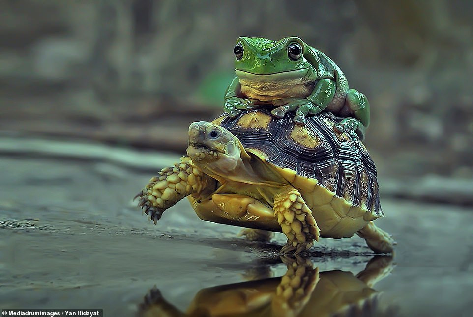Bật cười với hình ảnh ếch tranh thủ quá giang trên lưng rùa - 1