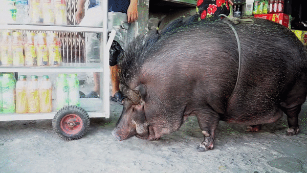 Gia đình ở Sài Gòn nuôi lợn rừng nặng 200kg làm thú cưng lên báo nước ngoài - 1