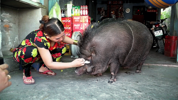 Gia đình ở Sài Gòn nuôi lợn rừng nặng 200kg làm thú cưng lên báo nước ngoài - 2