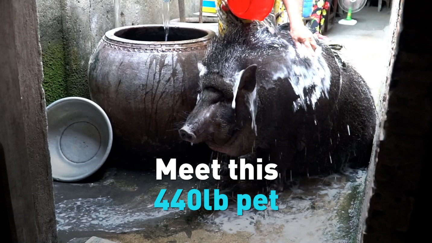 Gia đình ở Sài Gòn nuôi lợn rừng nặng 200kg làm thú cưng lên báo nước ngoài - 4