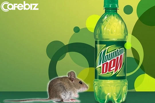 Chuột chết trong chai nước và bài học xử lý khủng hoảng nhớ đời của Pepsi: Thắng kiện ngoạn mục nhưng bị khách hàng quay lưng vì ‘viên đạn bạc’ - Ảnh 2.