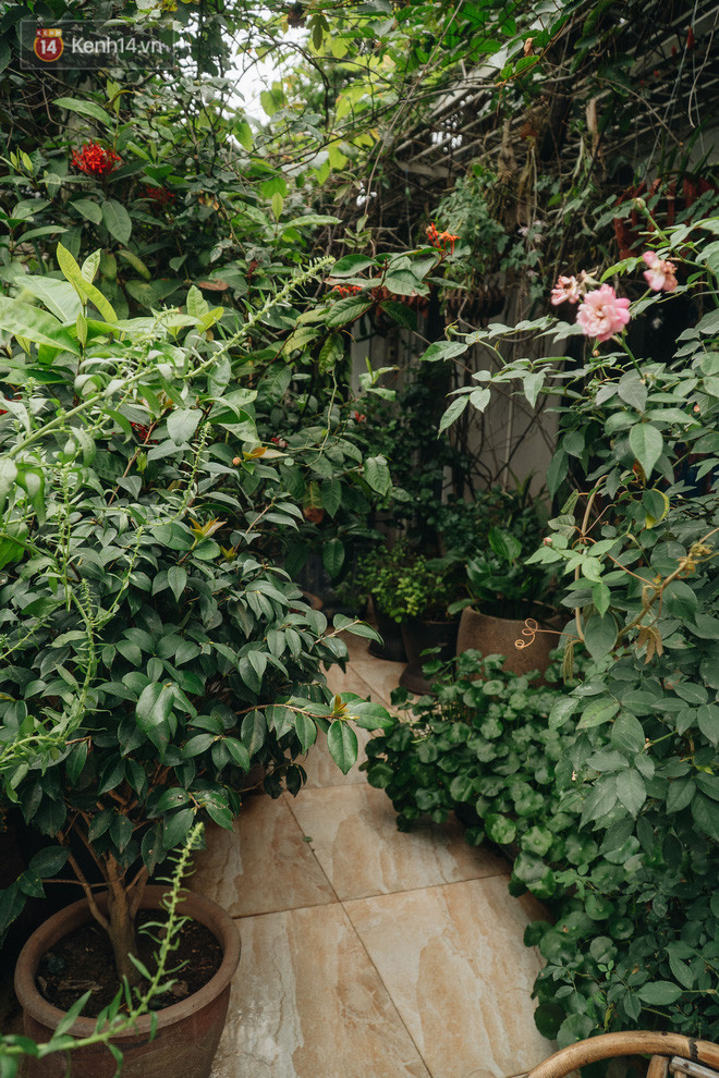 Flycam khu rừng trên sân thượng của người phụ nữ Hà Nội: Rộng 200m2, 1.500 hoa loa kèn bao phủ - Ảnh 11.