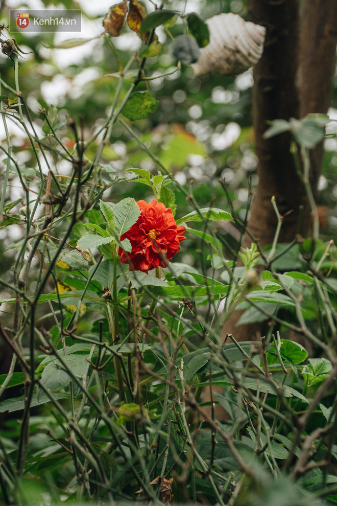 Flycam khu rừng trên sân thượng của người phụ nữ Hà Nội: Rộng 200m2, 1.500 hoa loa kèn bao phủ - Ảnh 15.
