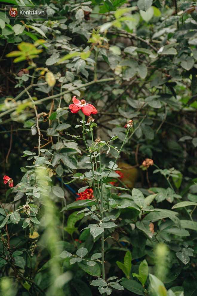 Flycam khu rừng trên sân thượng của người phụ nữ Hà Nội: Rộng 200m2, 1.500 hoa loa kèn bao phủ - Ảnh 16.