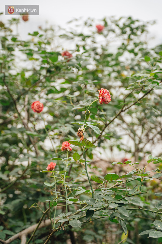 Flycam khu rừng trên sân thượng của người phụ nữ Hà Nội: Rộng 200m2, 1.500 hoa loa kèn bao phủ - Ảnh 17.