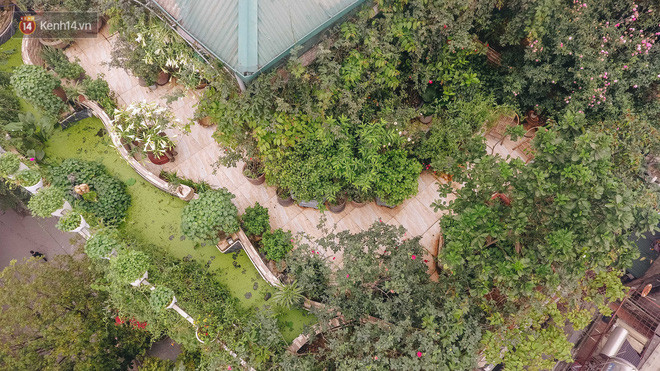 Flycam khu rừng trên sân thượng của người phụ nữ Hà Nội: Rộng 200m2, 1.500 hoa loa kèn bao phủ - Ảnh 3.