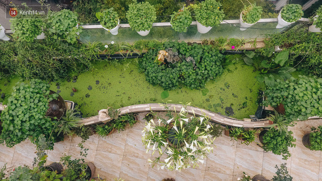 Flycam khu rừng trên sân thượng của người phụ nữ Hà Nội: Rộng 200m2, 1.500 hoa loa kèn bao phủ - Ảnh 4.