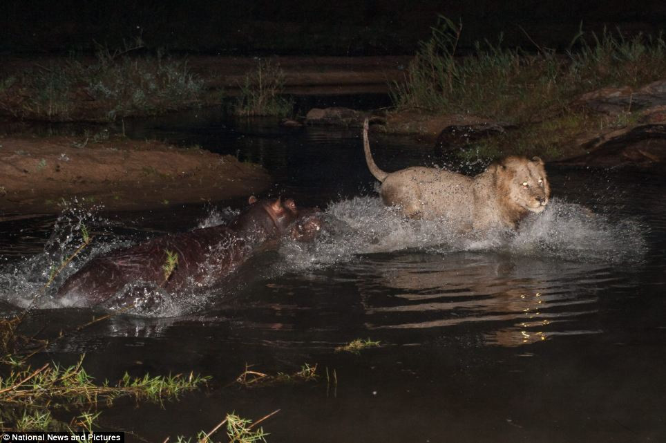 Chùm ảnh: Hà mã và cuộc chiến sống còn với những con sư tử đói - 3