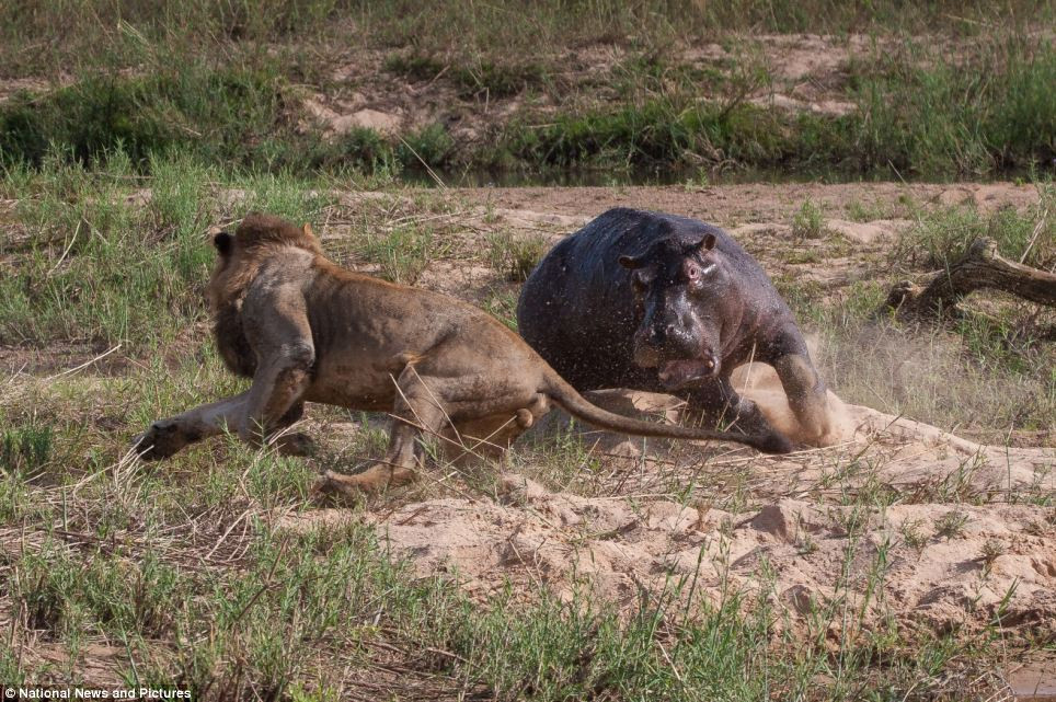 Chùm ảnh: Hà mã và cuộc chiến sống còn với những con sư tử đói - 5