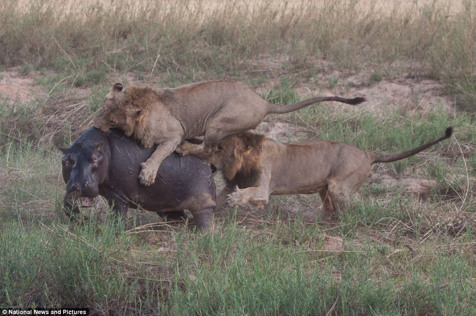 Chùm ảnh: Hà mã và cuộc chiến sống còn với những con sư tử đói - 7