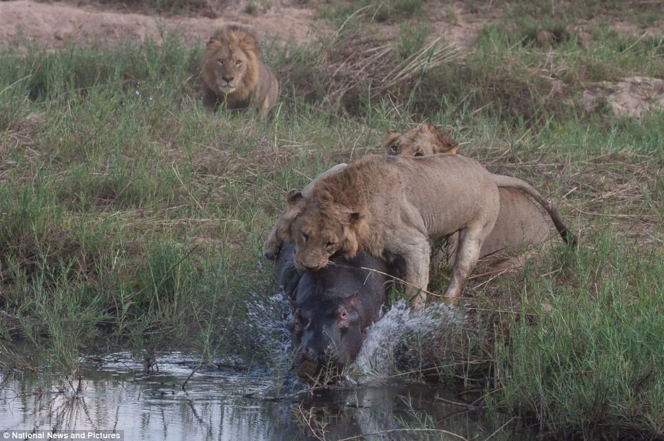 Chùm ảnh: Hà mã và cuộc chiến sống còn với những con sư tử đói - 8
