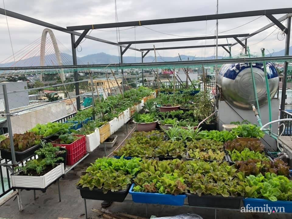 Sân thượng 100m² xanh tươi rau quả sạch của mẹ đảm ở Đà Nẵng - Ảnh 1.