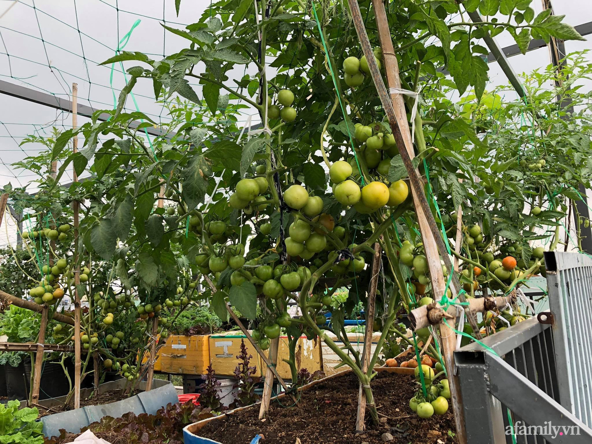Sân thượng 100m² xanh tươi rau quả sạch của mẹ đảm ở Đà Nẵng - Ảnh 2.