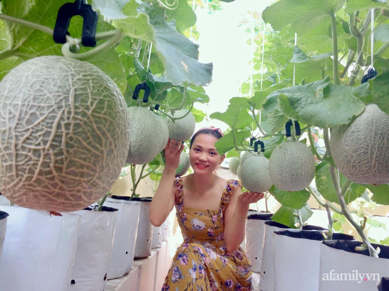 Ghé thăm sân thượng thu hoạch cả tạ dưa đủ loại của người phụ nữ đảm đang ở quận 6, Sài Gòn - Ảnh 1.