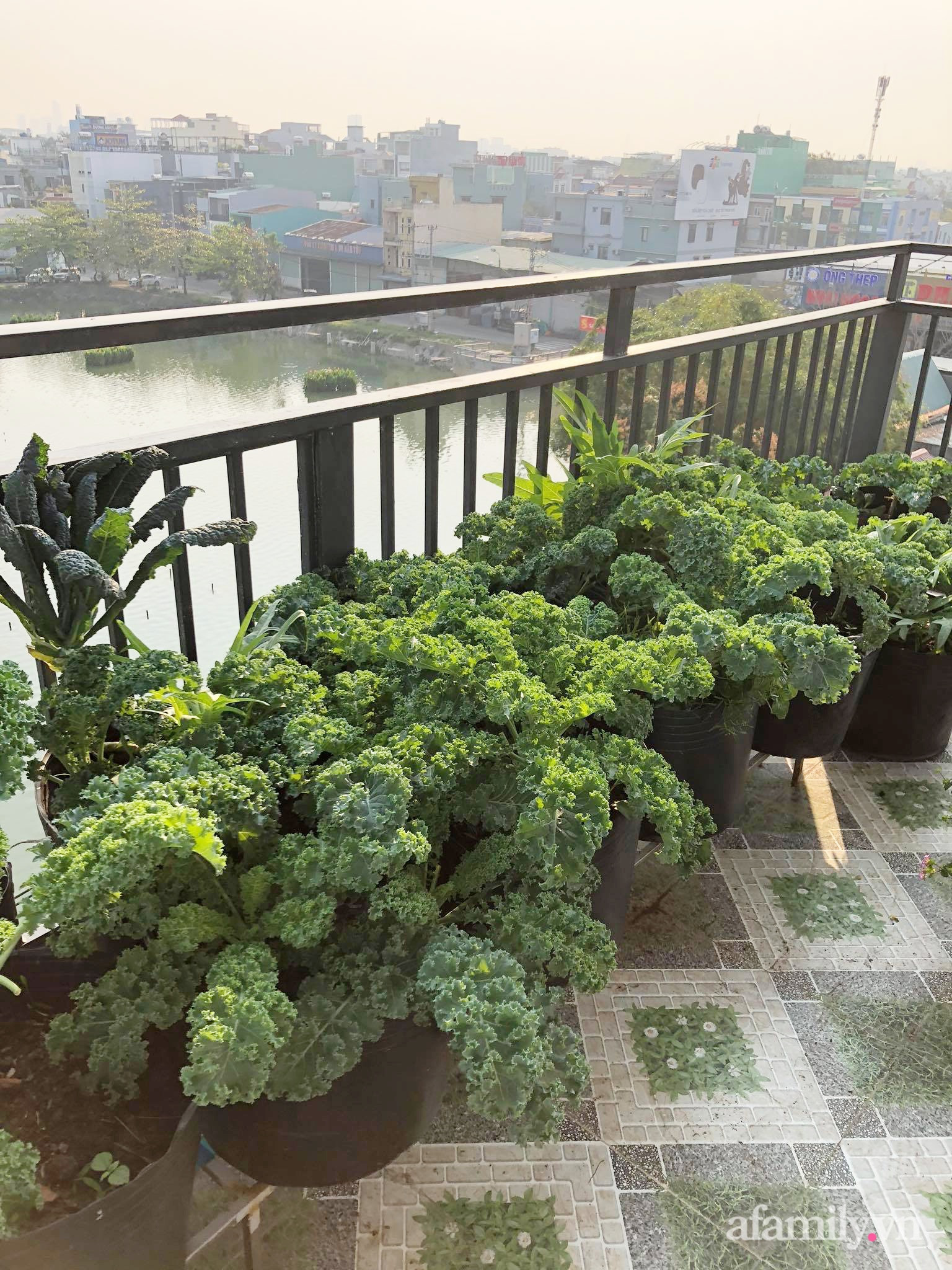Sân thượng 100m² xanh tươi rau quả sạch của mẹ đảm ở Đà Nẵng - Ảnh 16.