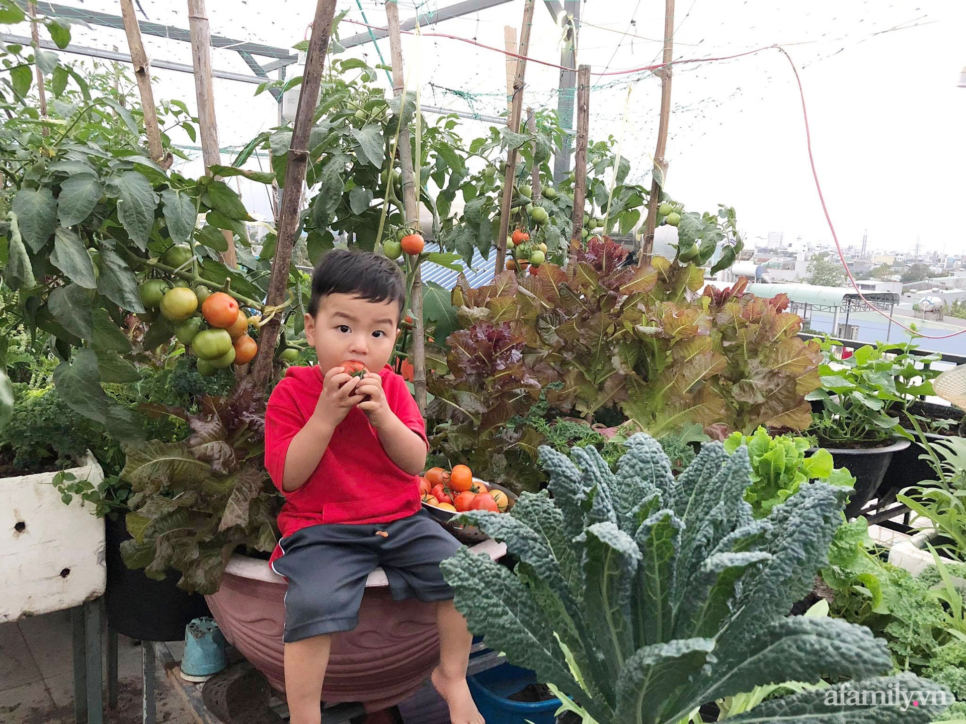 Sân thượng 100m² xanh tươi rau quả sạch của mẹ đảm ở Đà Nẵng - Ảnh 27.