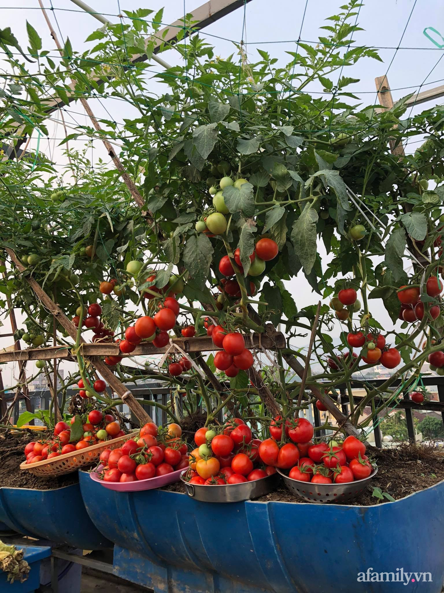 Sân thượng 100m² xanh tươi rau quả sạch của mẹ đảm ở Đà Nẵng - Ảnh 9.