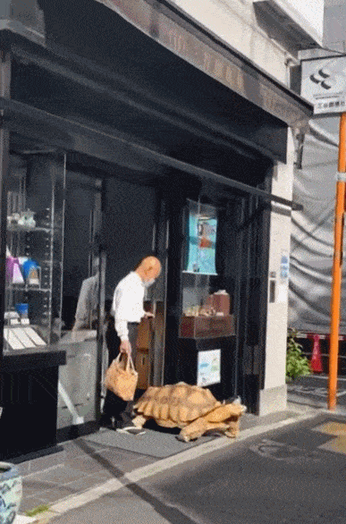 Ông lão người Nhật nuôi con rùa nặng 70kg, quãng đường 5 phút đi mất 3 tiếng: Sống chậm lại, cuộc đời quả thực đáng yêu hơn bạn nghĩ - Ảnh 4.