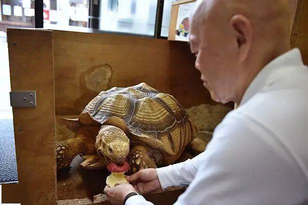 Ông lão người Nhật nuôi con rùa nặng 70kg, quãng đường 5 phút đi mất 3 tiếng: Sống chậm lại, cuộc đời quả thực đáng yêu hơn bạn nghĩ - Ảnh 8.