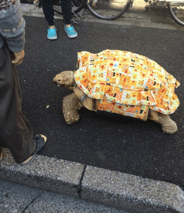 Ông lão người Nhật nuôi con rùa nặng 70kg, quãng đường 5 phút đi mất 3 tiếng: Sống chậm lại, cuộc đời quả thực đáng yêu hơn bạn nghĩ - Ảnh 11.
