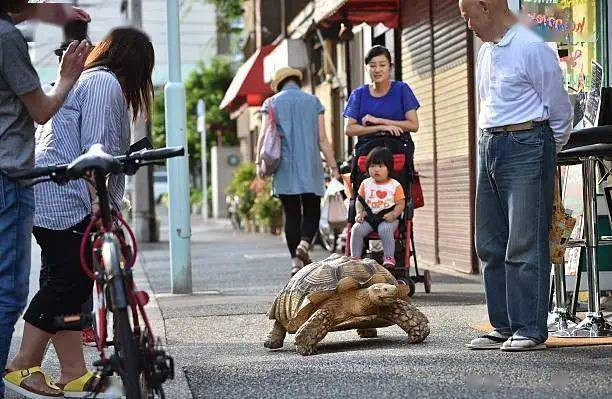 Ông lão người Nhật nuôi con rùa nặng 70kg, quãng đường 5 phút đi mất 3 tiếng: Sống chậm lại, cuộc đời quả thực đáng yêu hơn bạn nghĩ - Ảnh 5.
