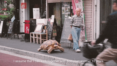 Ông lão người Nhật nuôi con rùa nặng 70kg, quãng đường 5 phút đi mất 3 tiếng: Sống chậm lại, cuộc đời quả thực đáng yêu hơn bạn nghĩ - Ảnh 1.