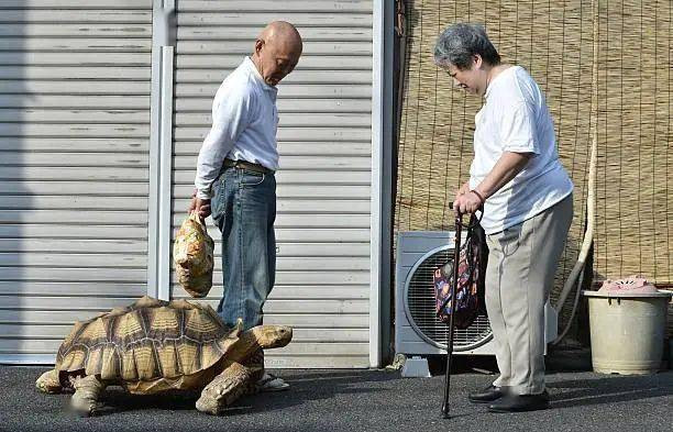 Ông lão người Nhật nuôi con rùa nặng 70kg, quãng đường 5 phút đi mất 3 tiếng: Sống chậm lại, cuộc đời quả thực đáng yêu hơn bạn nghĩ - Ảnh 22.