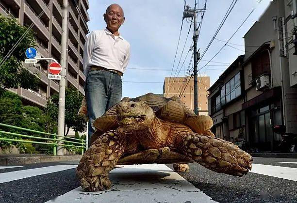 Ông lão người Nhật nuôi con rùa nặng 70kg, quãng đường 5 phút đi mất 3 tiếng: Sống chậm lại, cuộc đời quả thực đáng yêu hơn bạn nghĩ - Ảnh 19.