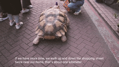 Ông lão người Nhật nuôi con rùa nặng 70kg, quãng đường 5 phút đi mất 3 tiếng: Sống chậm lại, cuộc đời quả thực đáng yêu hơn bạn nghĩ - Ảnh 13.