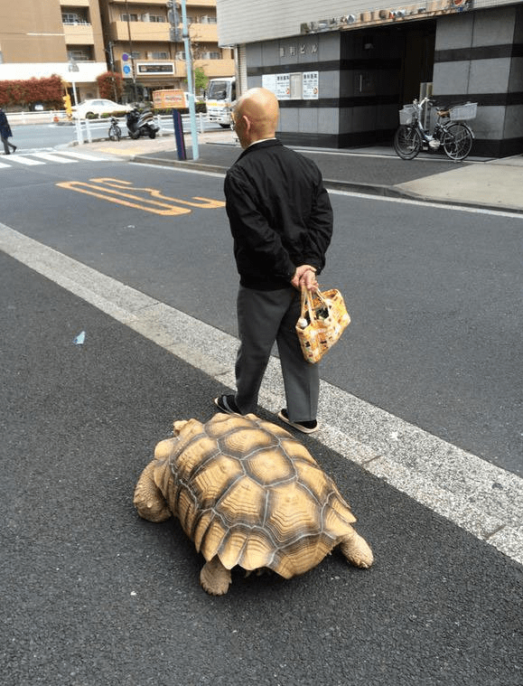Ông lão người Nhật nuôi con rùa nặng 70kg, quãng đường 5 phút đi mất 3 tiếng: Sống chậm lại, cuộc đời quả thực đáng yêu hơn bạn nghĩ - Ảnh 12.
